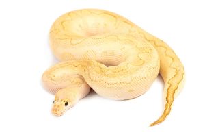 Python regius, pastel lesser clown